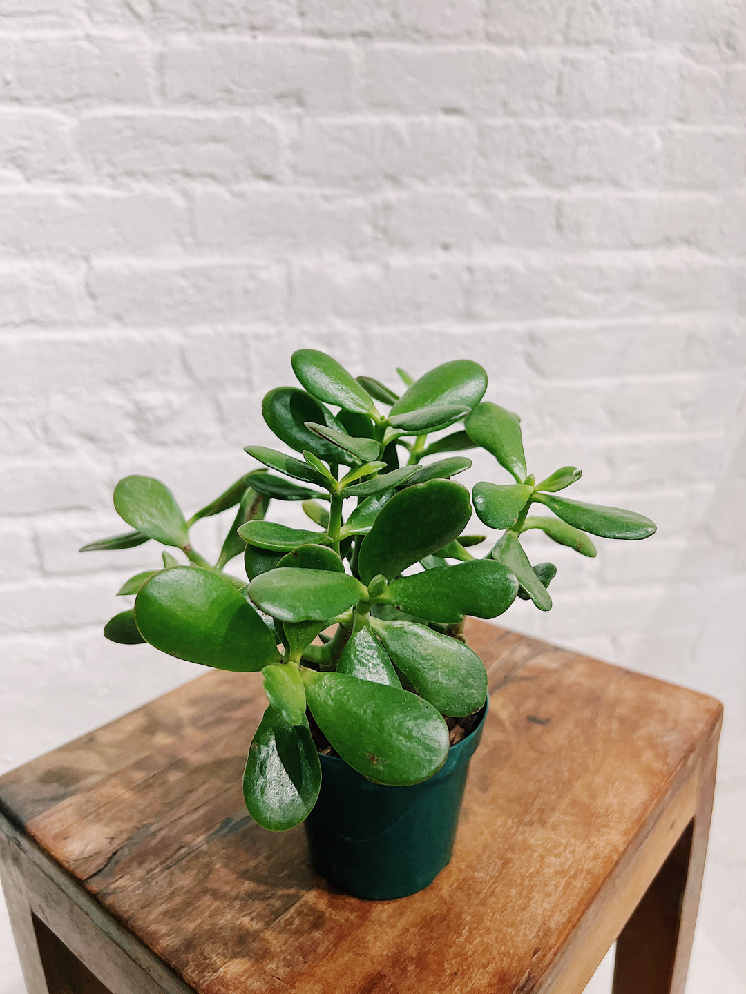 Jade Plant