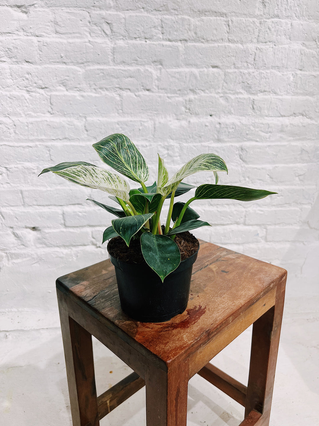 Philodendron Birkin