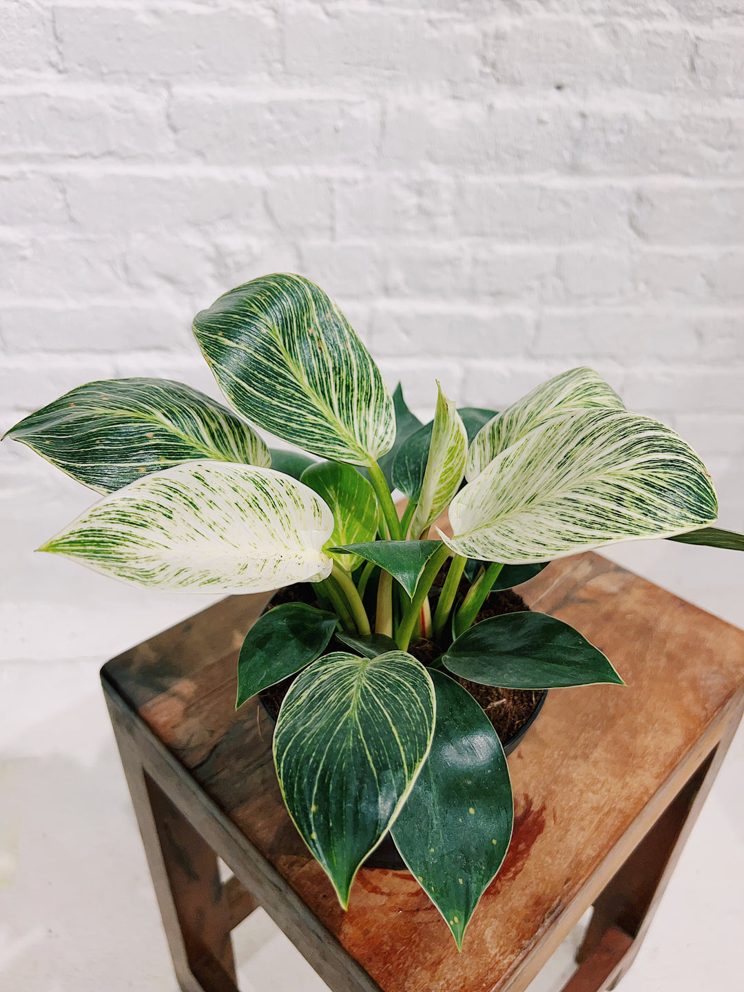 Philodendron Birkin