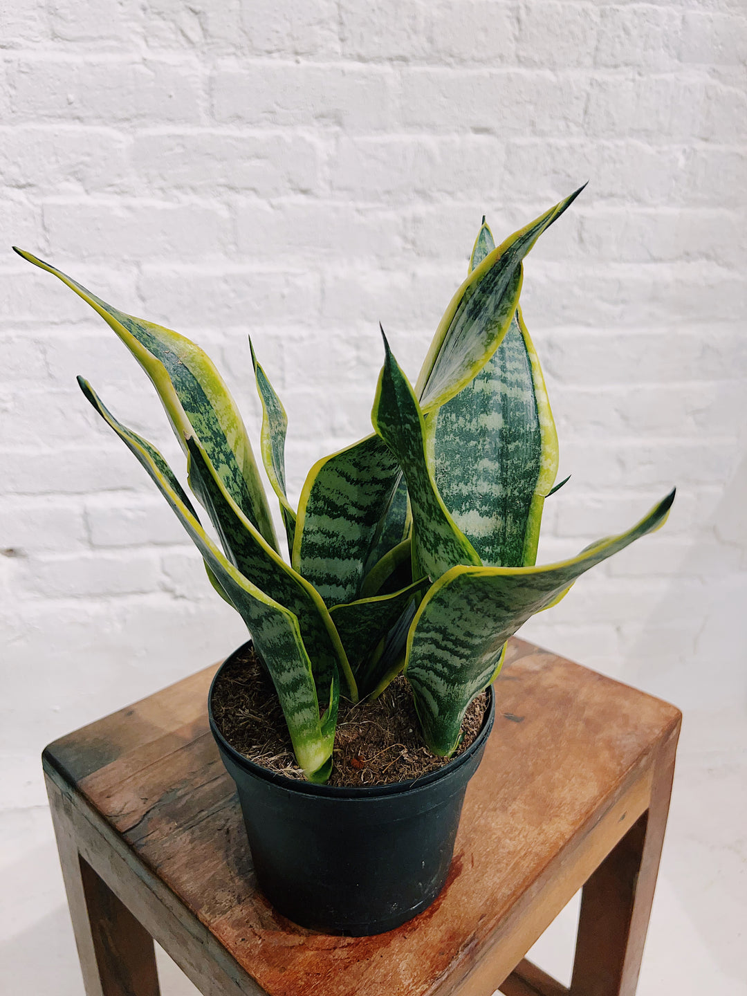 Sansevieria Snake Plant