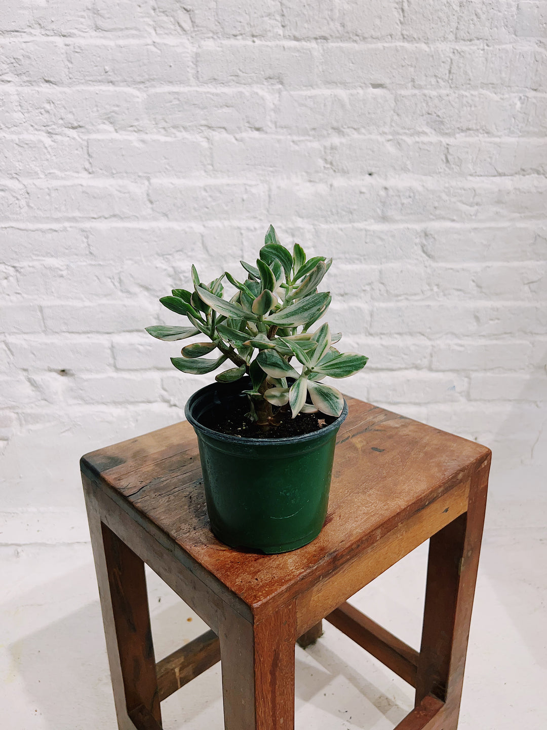 Variegated Jade