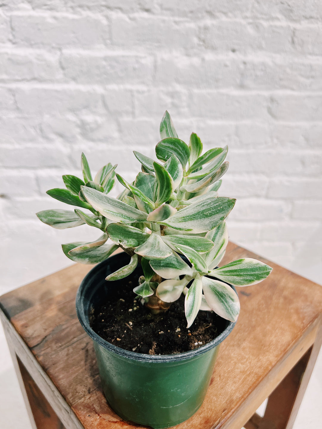 Variegated Jade