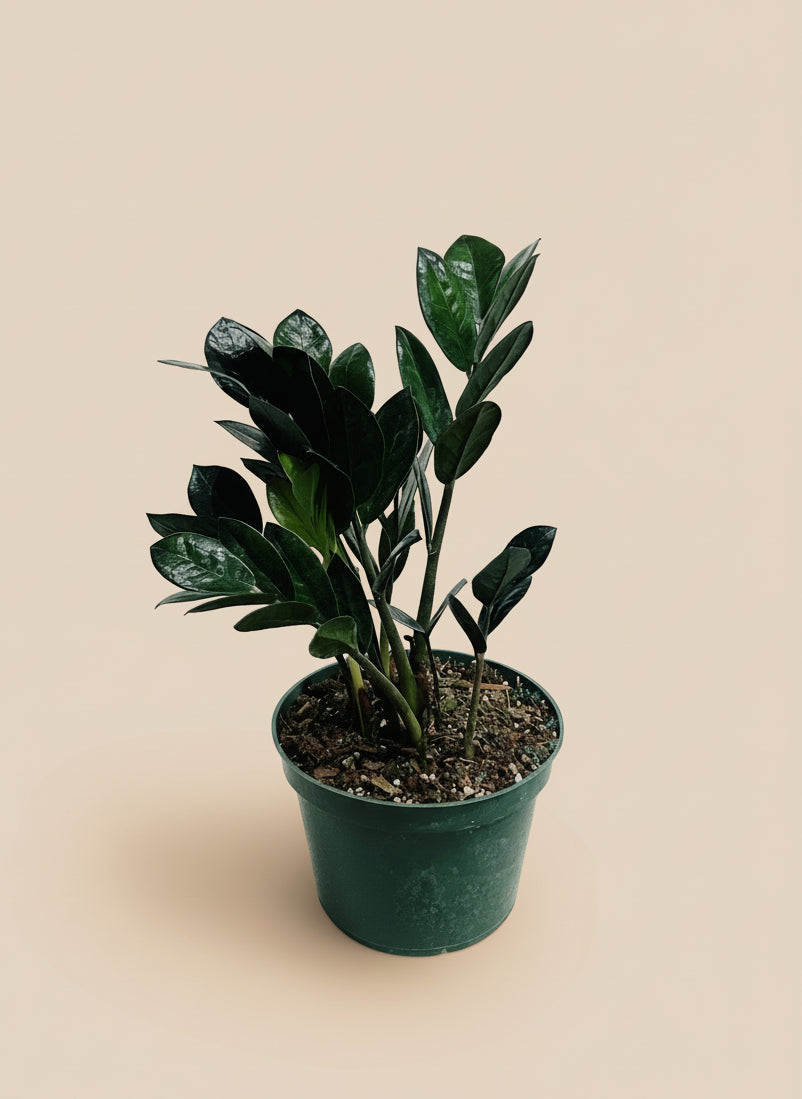 raven zz plant ZZ Raven