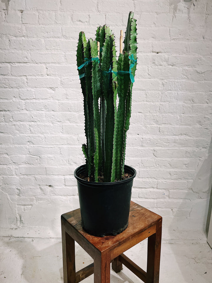 Euphorbia Trigona Cactus