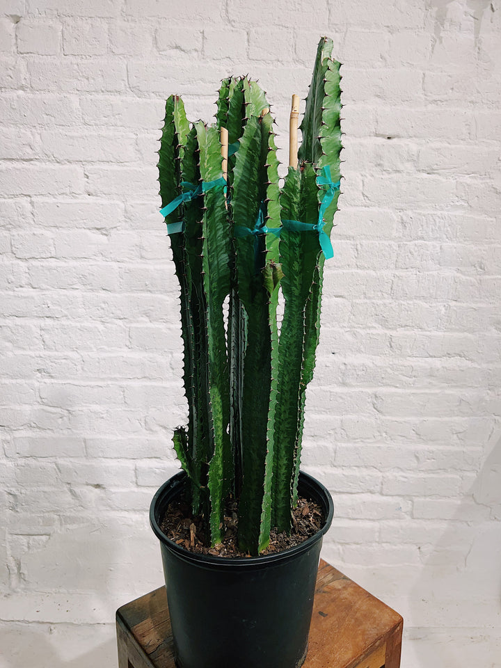 Euphorbia Trigona Cactus