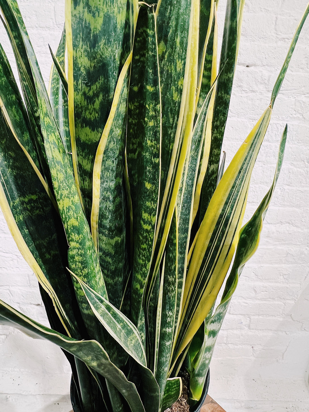 Sansevieria Snake Plant