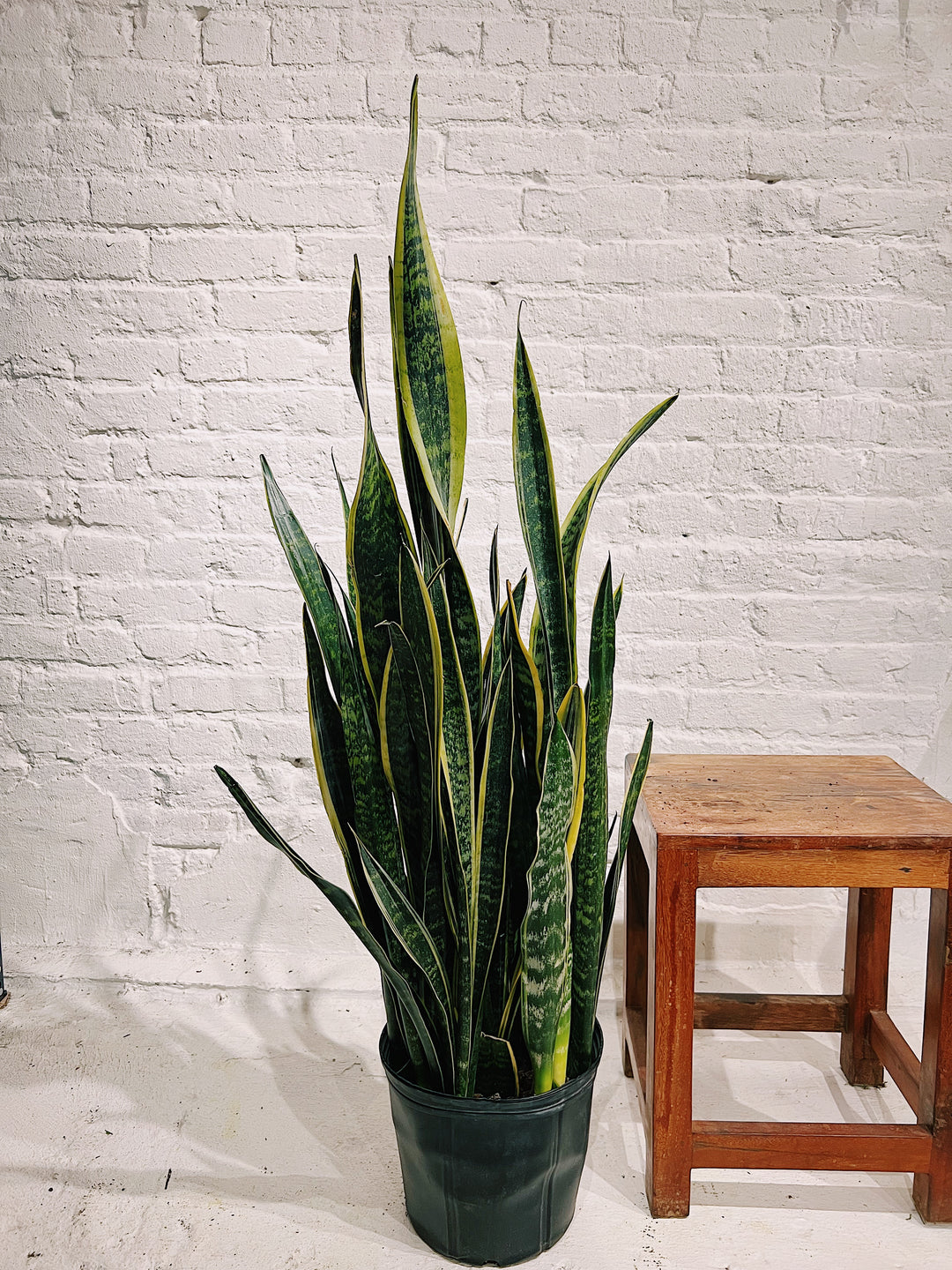 Sansevieria Snake Plant