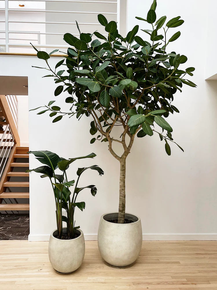 Real Indoor Ficus Tree
