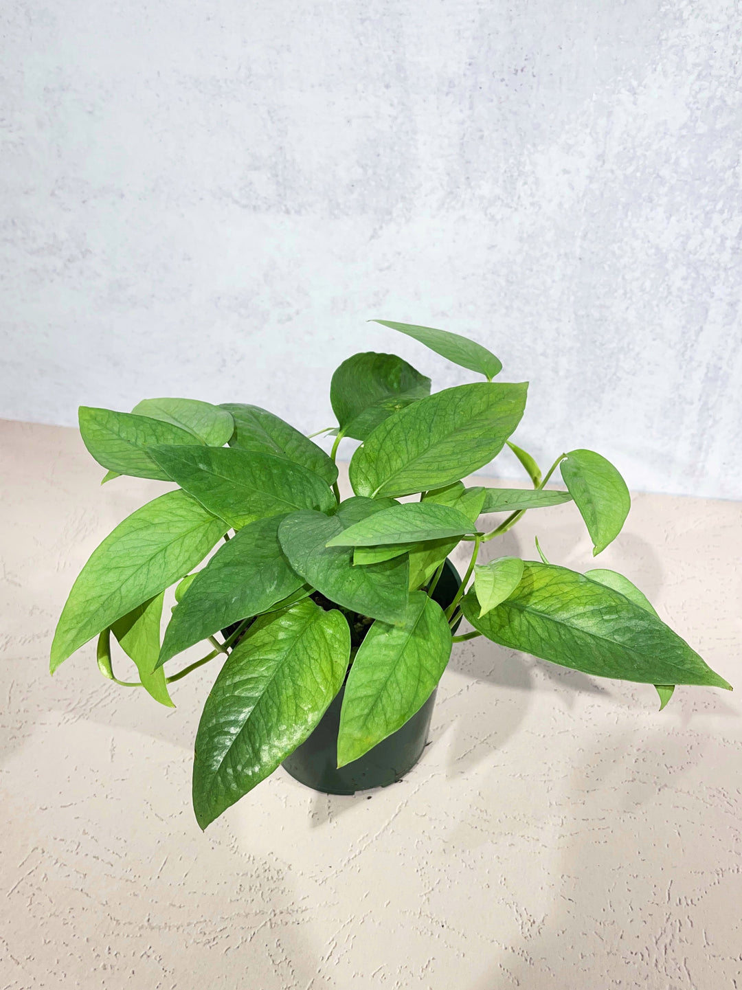 Pothos Cebu Blue