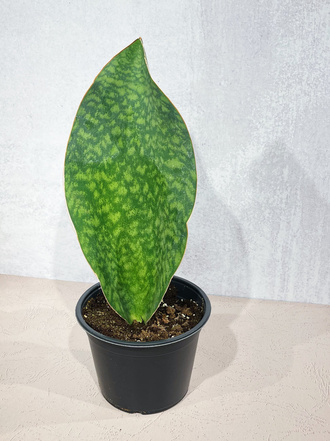 Whale Fin Sansevieria