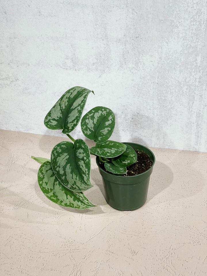 Satin Pothos