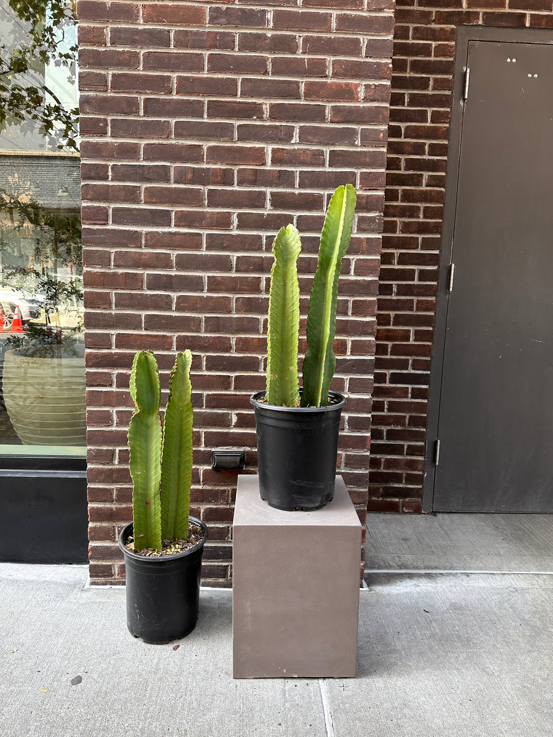 Euphorbia Ingens Cactus