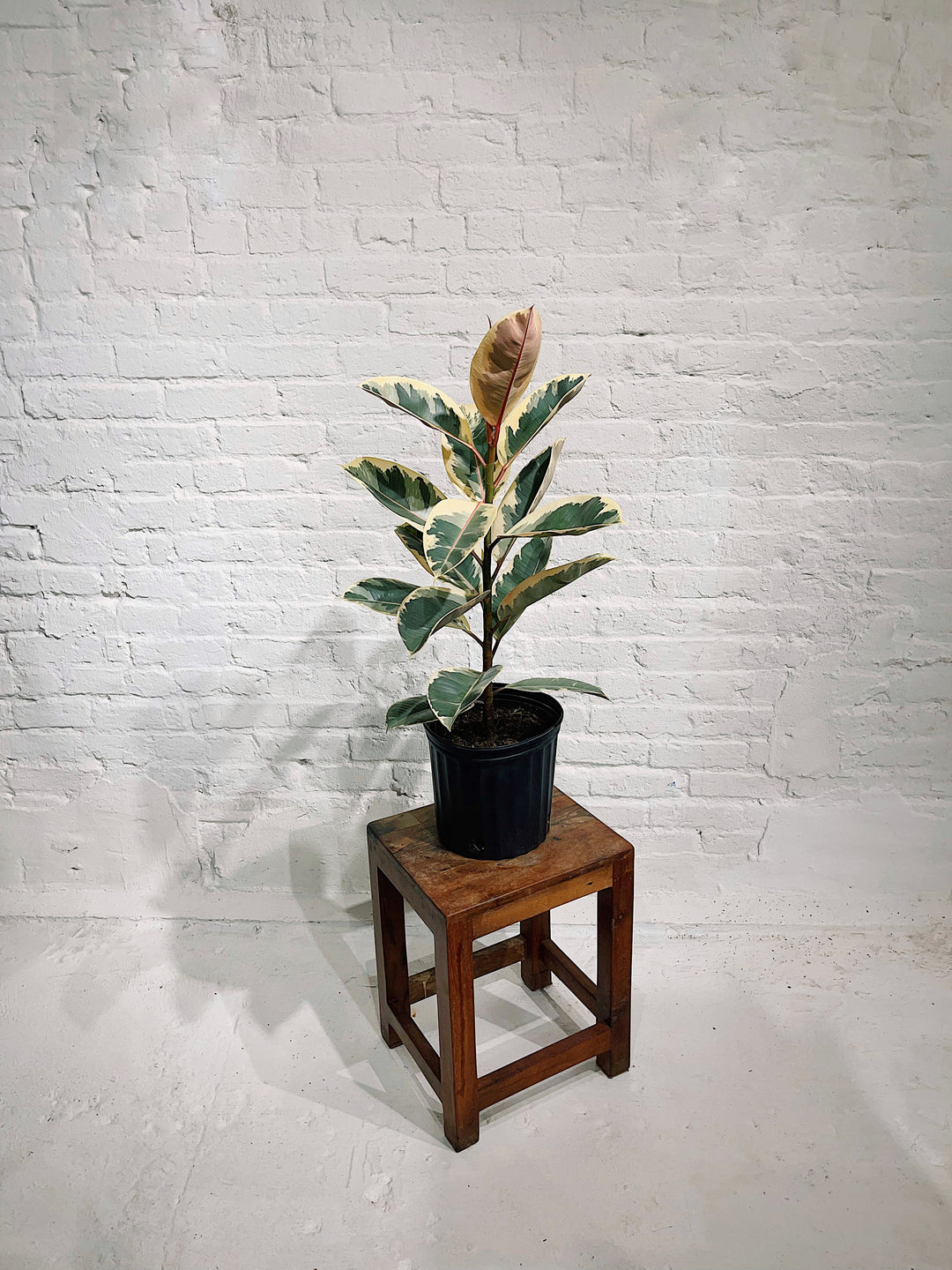 Ficus Elastica Tineke