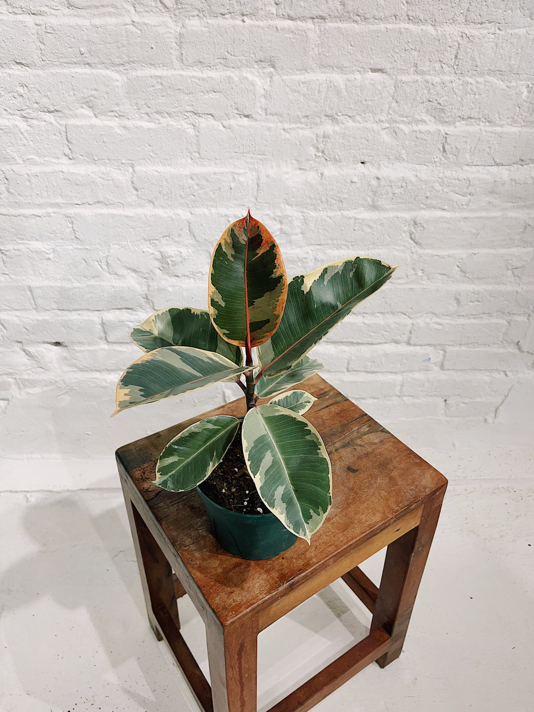 Ficus Elastica Tineke