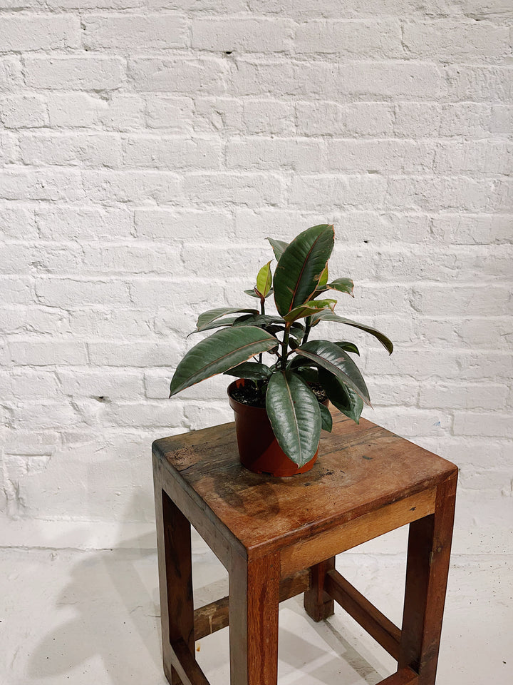 Ficus Elastica Ruby