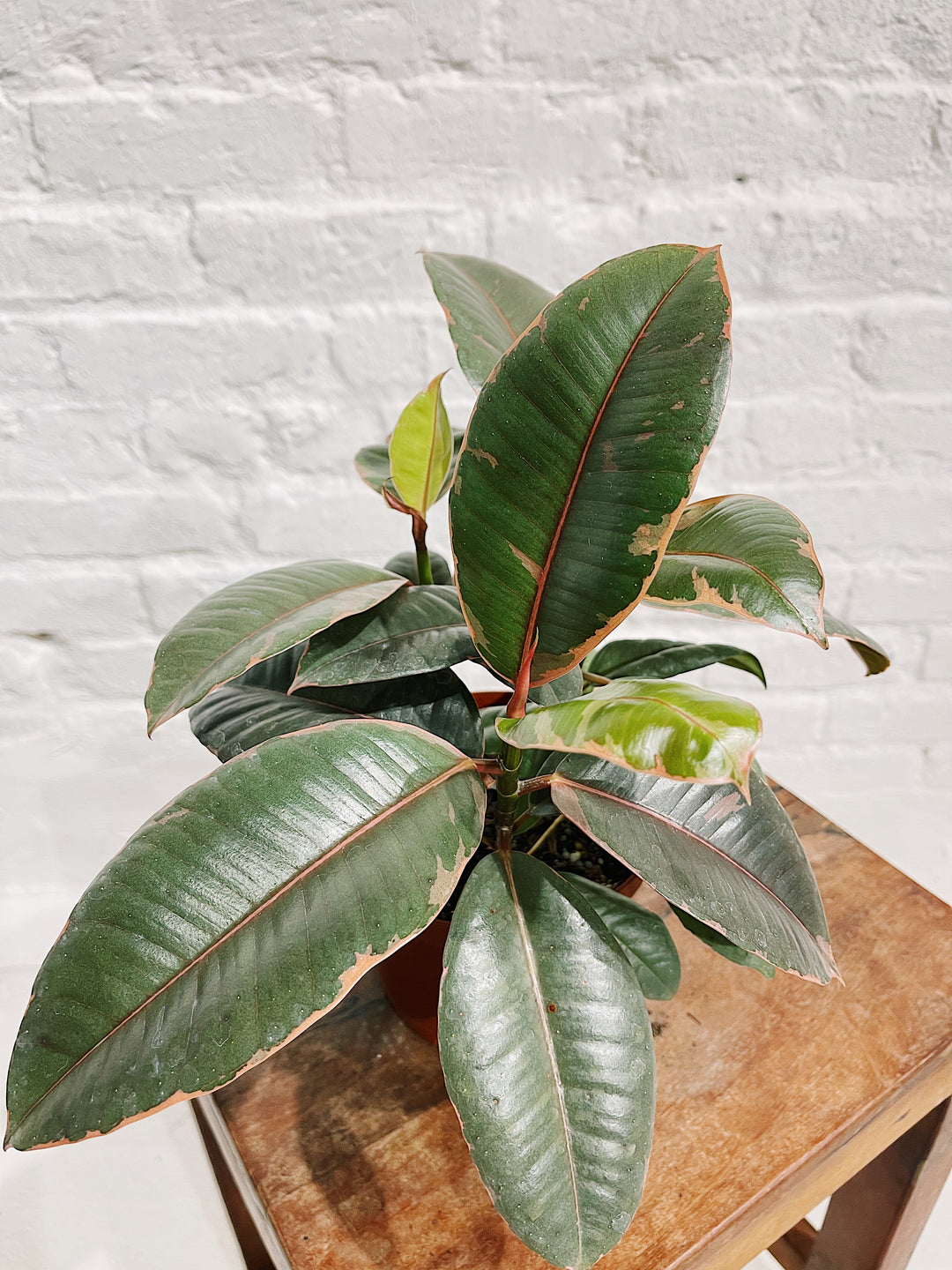 Ficus Elastica Ruby