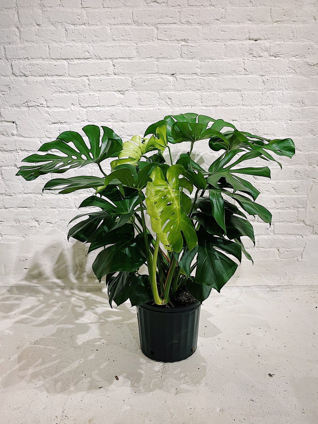 Monstera Deliciosa