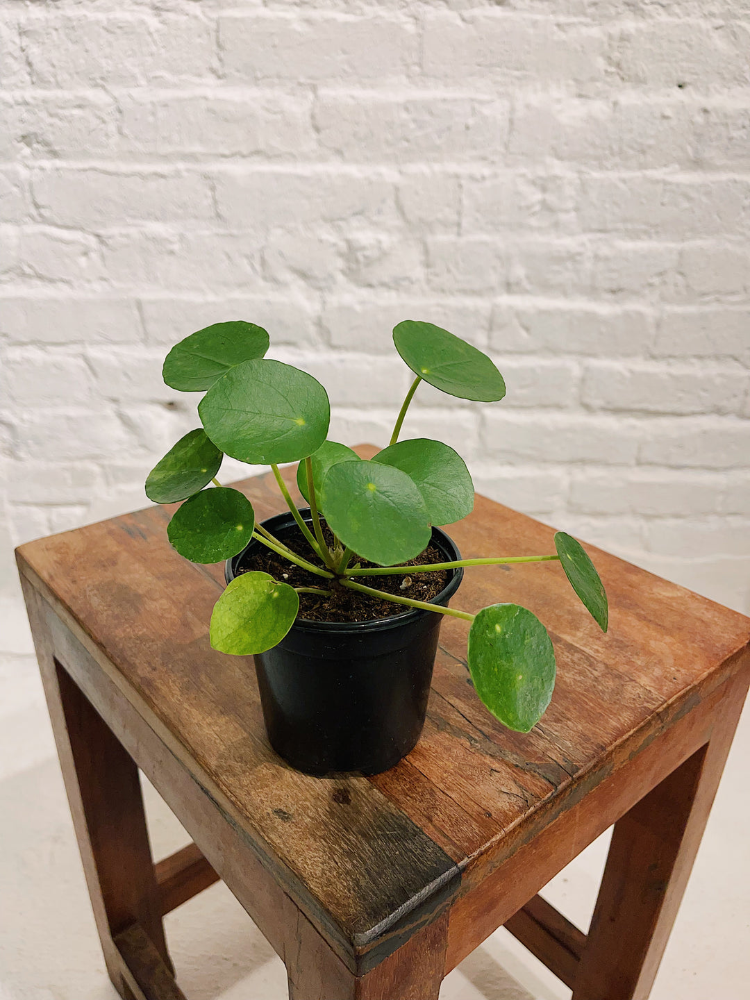 Chinese Money Plant