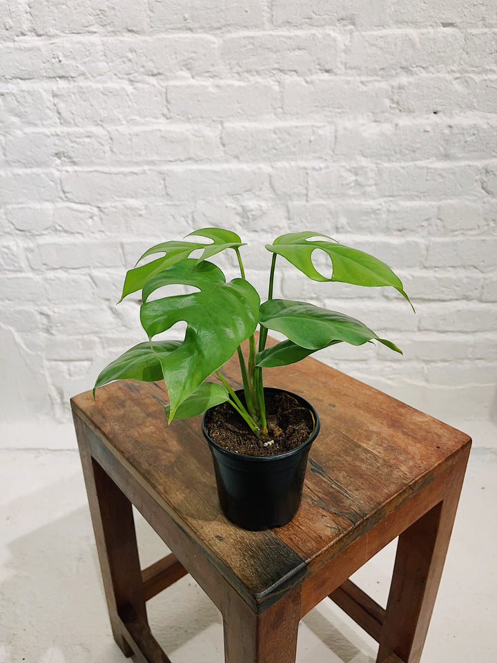 Mini Monstera