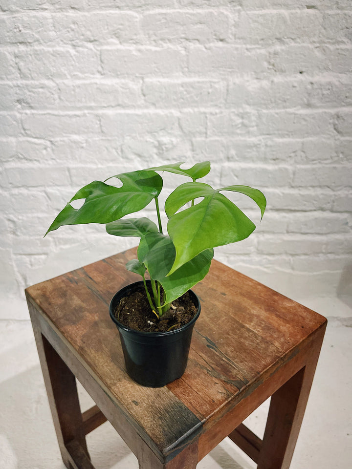 Mini Monstera