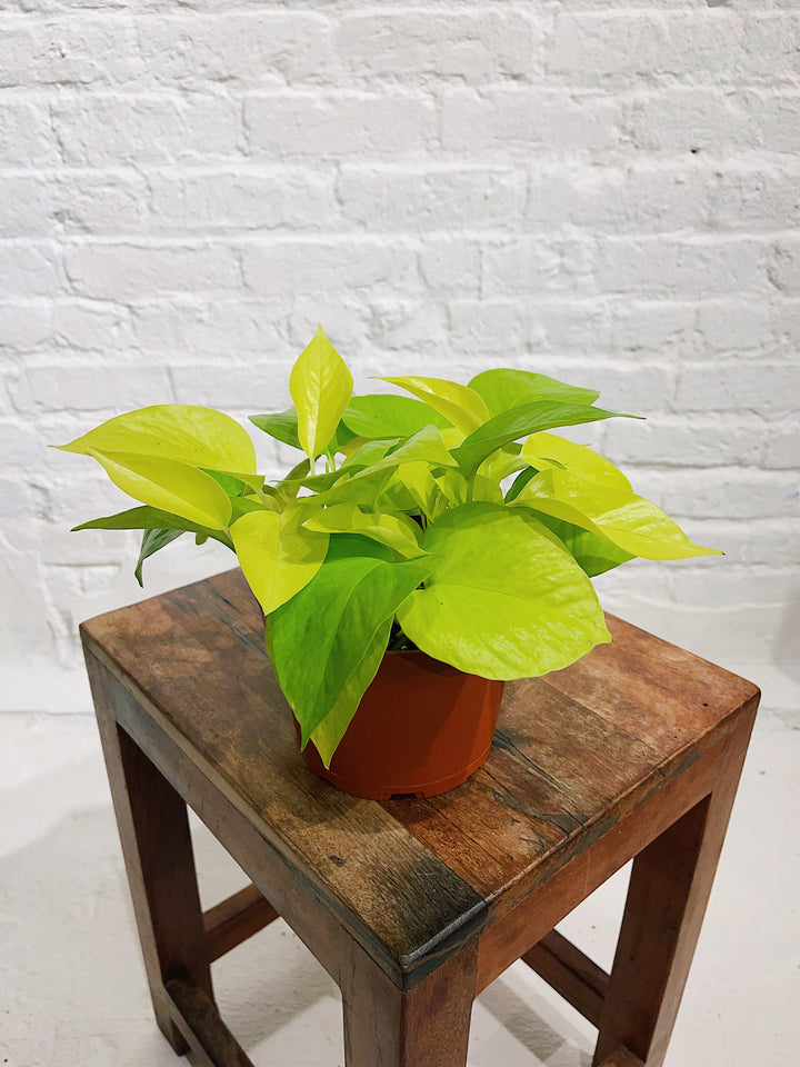 Neon Pothos