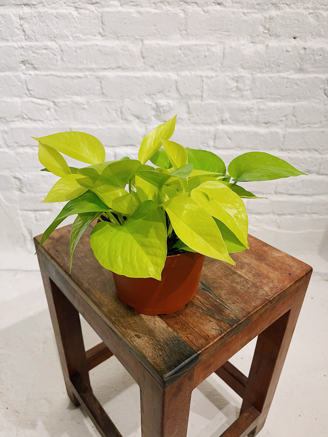 Neon Pothos