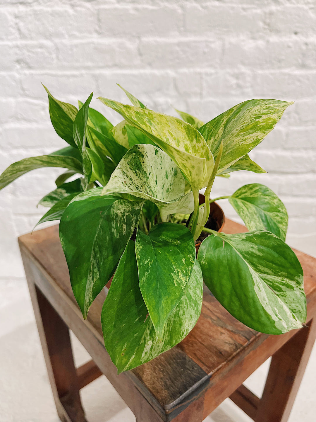 Marble Queen Pothos