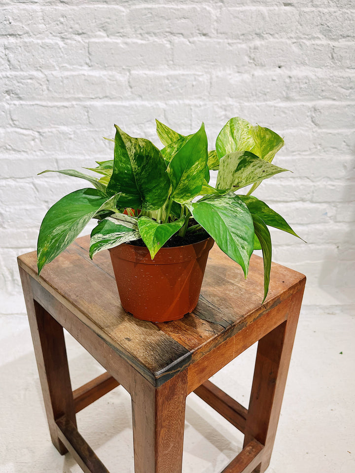 Marble Queen Pothos