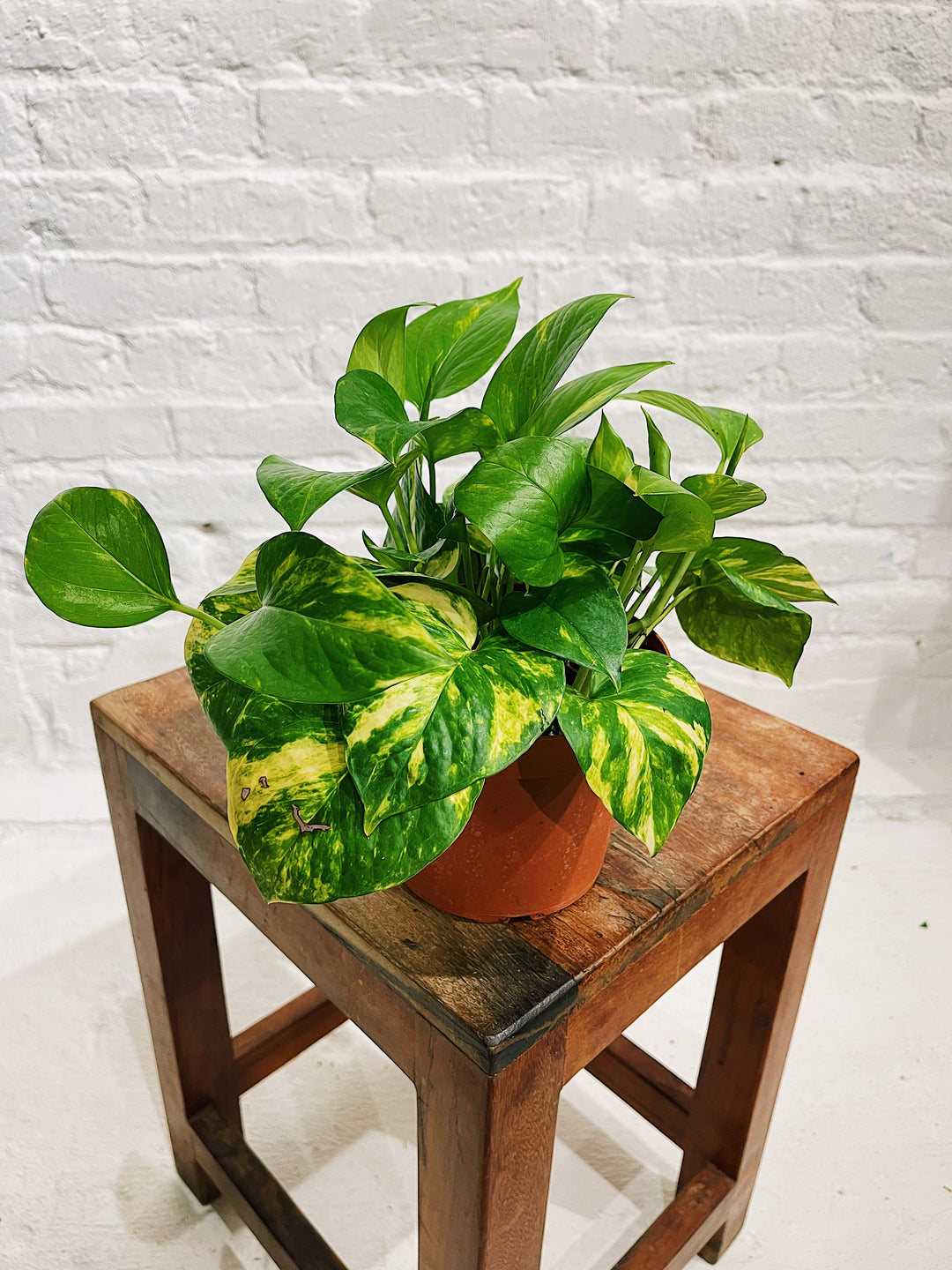 Golden Pothos