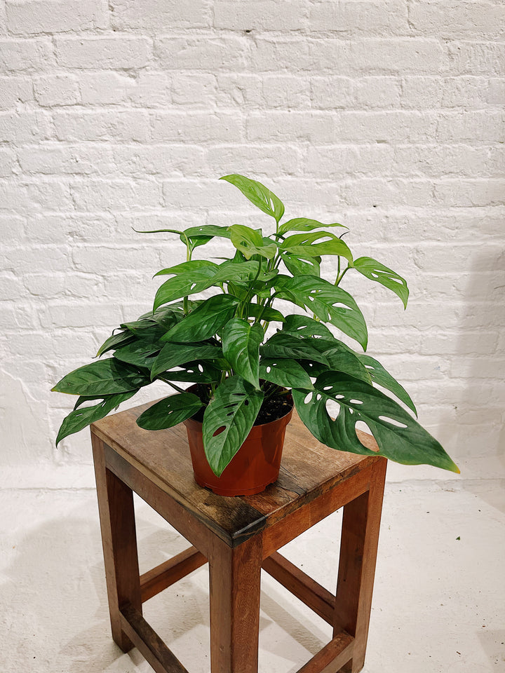 monstera adansonii narrow form Monstera Adansonii – The Old Yew Plant Shop