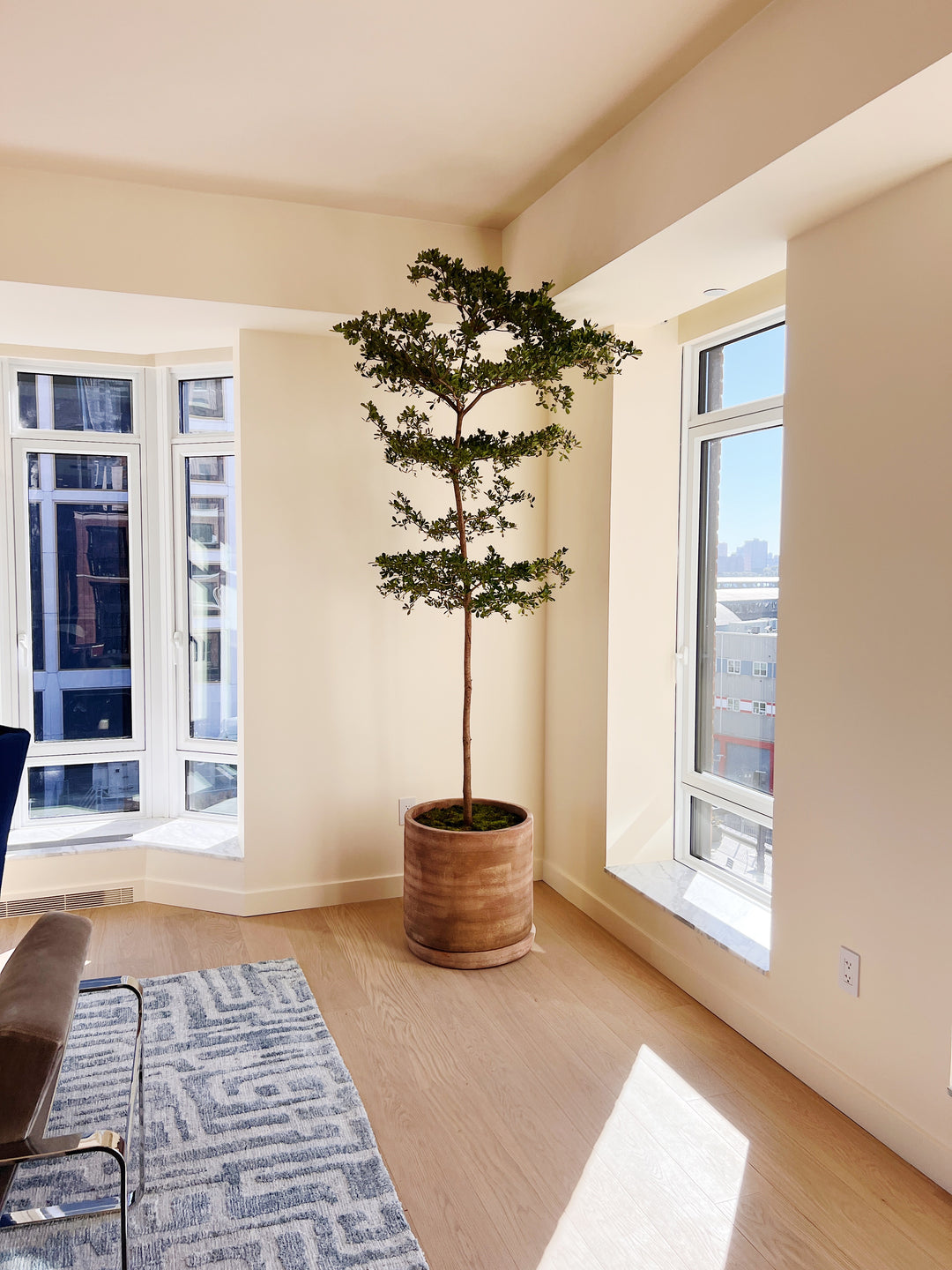 black olive indoor plant Black Olive Tree – The Old Yew Plant Shop