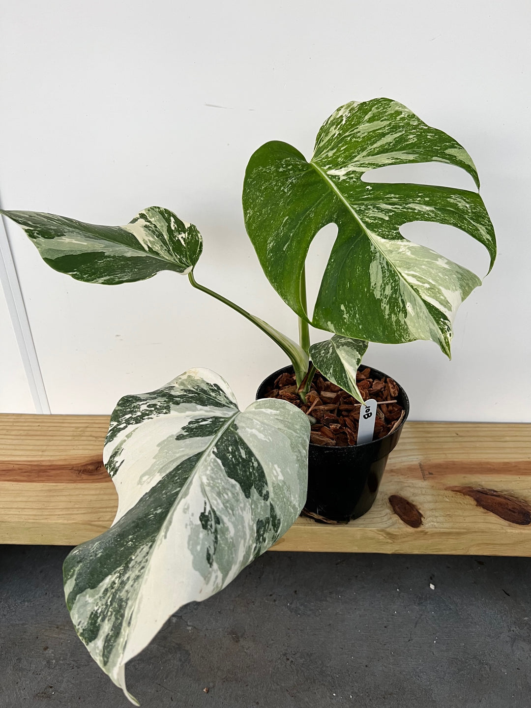 Monstera Borsigiana Albo