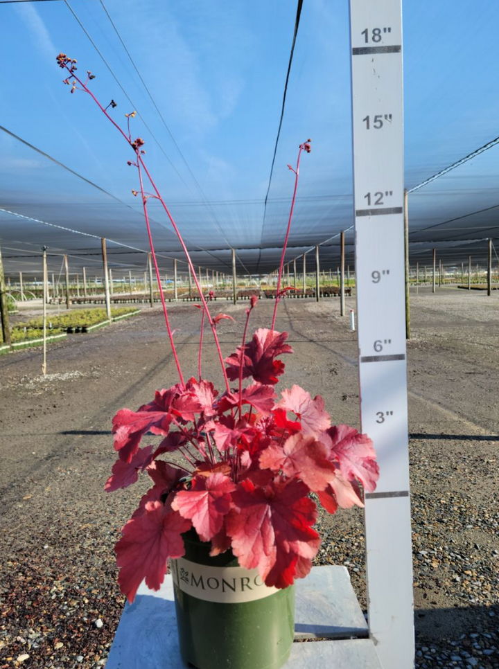 Northern Exposure™ Red Heuchera