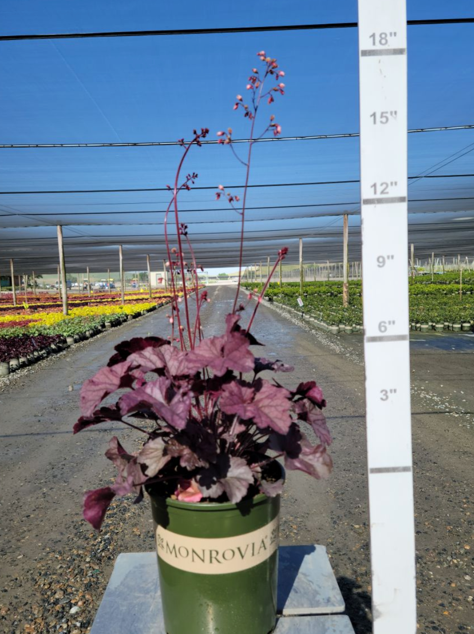 Northern Exposure Silver Heuchera