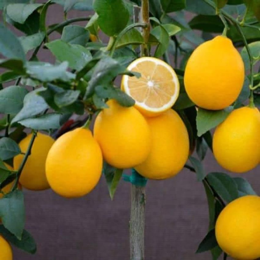 Citrus – Meyer Lemon