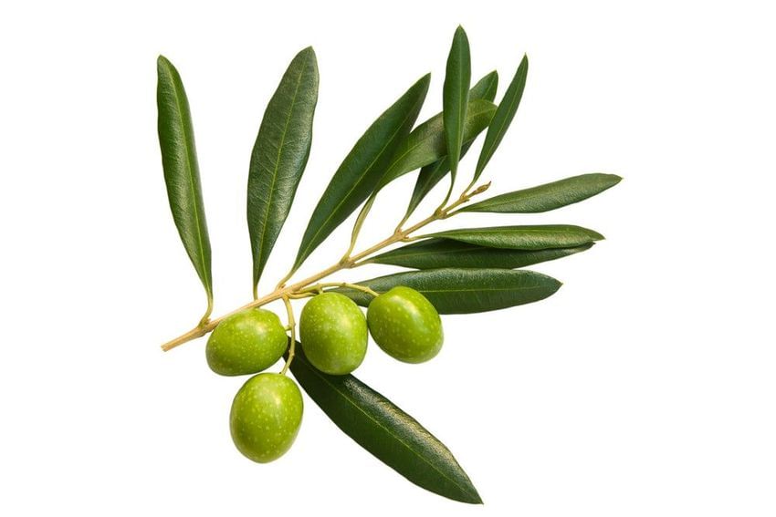 Olive Tree