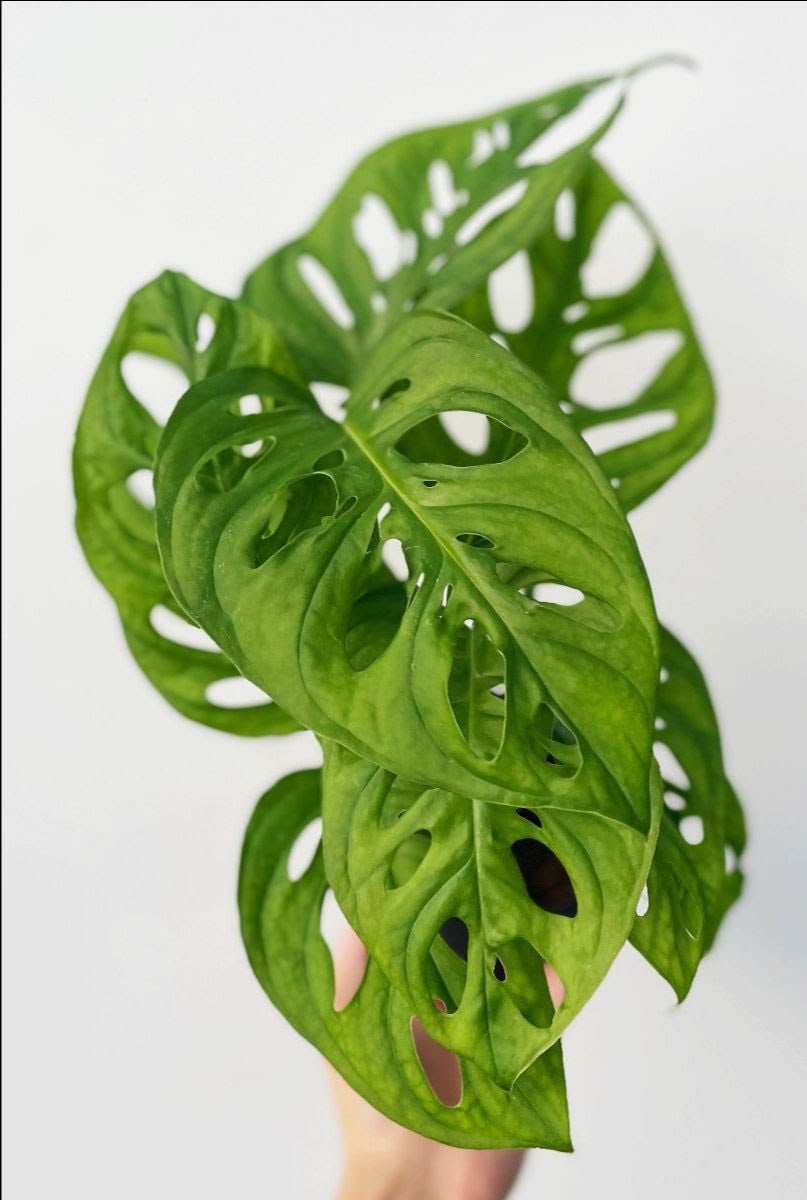 price of monstera adansonii Monstera Adansonii