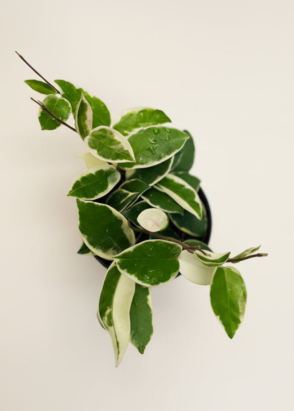 Hoya 'Krimson Queen'
